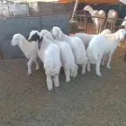 بيع بهم حريات هرفى