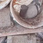 جوزين فرنسي سلفر