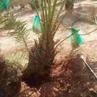 نخيل