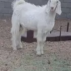 مشروع فحل فاخر