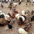 للبيع  صوص بلدي عمر أسبوع   بصحة ممتازة