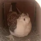 زوج حب الرمان40 زوج شمسي50