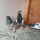 حمام باكستاني