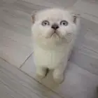 قط فولد سكوتش شورت هير