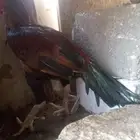 الديك ممتاز الصحه 100  100 طول الديك بلوكتين