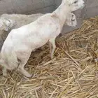 كبش فحل بلدي السن سديس لبيع