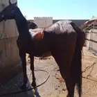 فرس انجليزيه للتعليم للتواصل