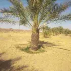 جميع انواع انخيل عربي واشنطني