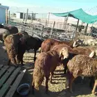 ذبايح سواكني