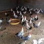 ديوك فيومي ممتازه العمر سبع شهور