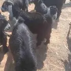 تيوس عوارض مخاصي العمر خمسة أشهر العدد واحد وعشرون راس