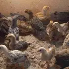 صوص بلدي