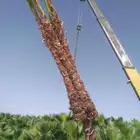 مقاول نخيل عربي وواشنطن توريد وزراعه