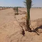 نخل للبيع البدع تبوك املج
