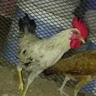 ديك باكستاني) ( فيومي