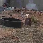 ديك بلدي