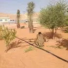 التوريد النخيل العربي وتركيب شبكات ارئي