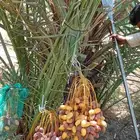 نخيل للبيع وشاري يسوم جمله وتفرد حتا واحده