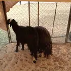 نعجه نجديه ثنيه للبيع الموقع تيماء