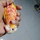 كنيور صن شيك أليف اللبيع