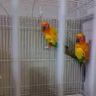 صن كنيور شمسي صبغه قويه محللين  تم البيع