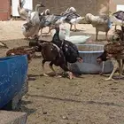 دجاج شامو اليابان وألمانيا