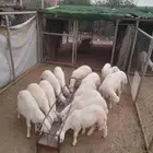 يوجد لدينا ضبيح وسط ثلاجه جبره منسبات خرفان نضيفه على شرط