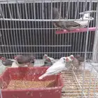 اجوز زيبرا منتجين