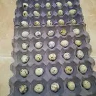 بيض سمان للبيع