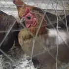 دجاج يبيض للبيع ل التواصل