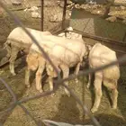 اربعه طليان للبيع الجبيل