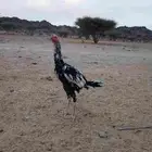 ديك سندي فولي للبيع