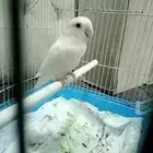 روز الأنتاج منتجين