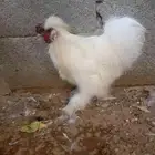 ديك قطني فاخر
