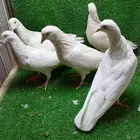 تشكيلة حمام