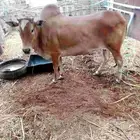 خبشه فاخرة للبيع