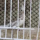 للبيع زوج كروان هولندي لون مميز الأنثى طفرة