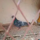 حمام هندي