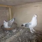 حمام للبيع