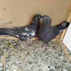 حمام باكستاني