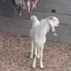 مشروع فحل فاخر
