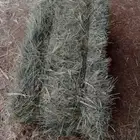 رودس ناعم لبان قلاس