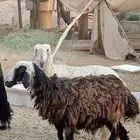 نجدي غنم
