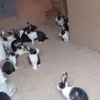الارنب