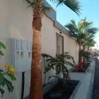 تكريب الواشنطونيا والنخيل وتجهيز الأحواض الزراعية وقص الأشجا