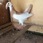 ذكر اسكندرون