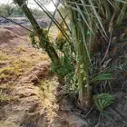 فروخ طيبه وجثايث ونقايل وفسايل