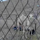 للبيع بكره بنت لطام جمل جمعه العميري منتج الموقع البدع