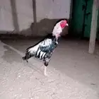 2025
