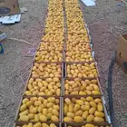 اخلاص رطب